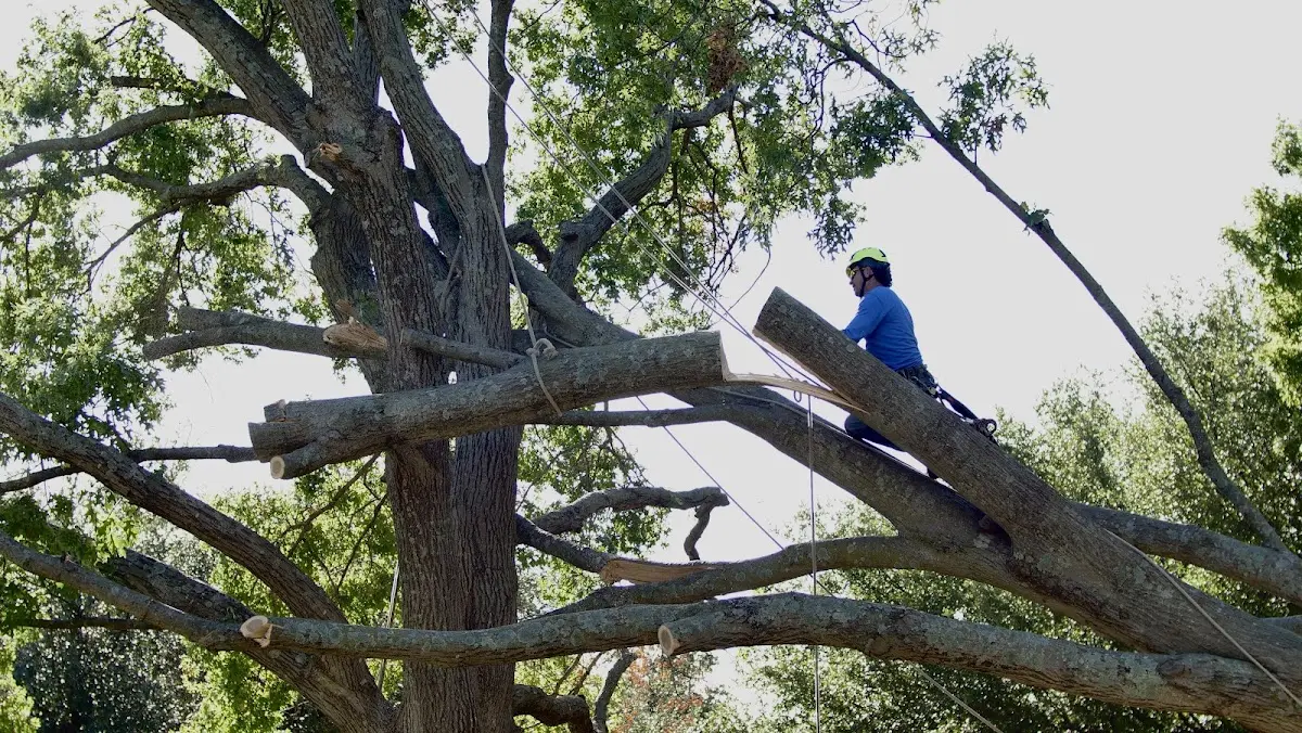 Professional Hazardous Tree Removal performed by certified arborists in Poulan