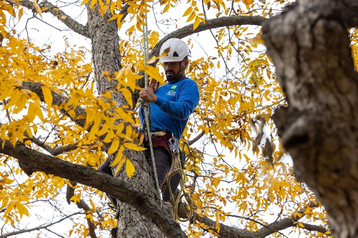Skilled Tree Pruning crew working in Poulan